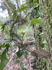 Amphibolips melanocera