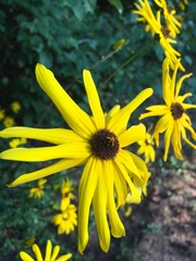 Helianthus atrorubens