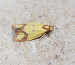 Agapeta zoegana