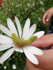 Lepidoptera