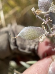Lupinus argenteus