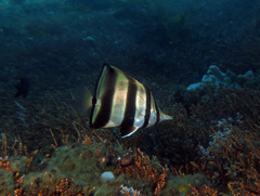 Chelmonops truncatus