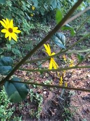 Helianthus atrorubens