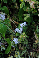 Silene undulata