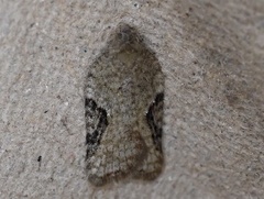 Acleris cornana
