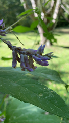 Amphicarpaea bracteata