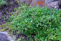 Silene undulata