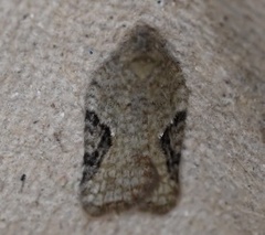 Acleris cornana