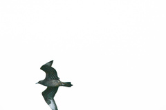 Stercorarius