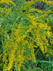 Solidago altissima