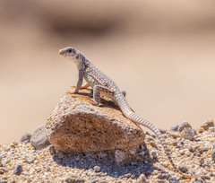 Dipsosaurus dorsalis