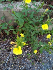 Oenothera biennis