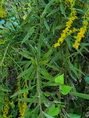 Solidago altissima