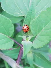 Harmonia axyridis