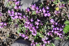 Thymus reverdattoanus