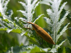Lixus iridis
