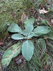 Verbascum thapsus