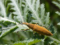 Lixus iridis