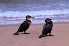 Phalacrocorax carbo lucidus