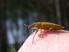Lixus iridis