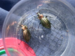 Carabus cancellatus