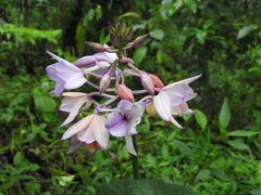 Calanthe masuca