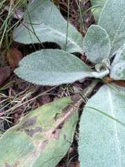 Verbascum thapsus