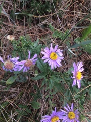 Aster amellus