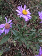 Aster amellus