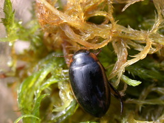 Hydaticus seminiger