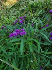 Vernonia noveboracensis