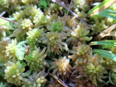 Sphagnum