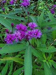 Vernonia noveboracensis