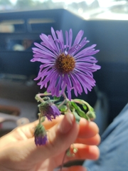 Symphyotrichum novae-angliae