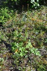 Trollius asiaticus