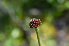 Trollius asiaticus