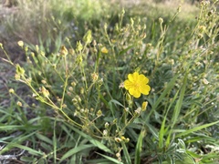 Potentilla gracilis