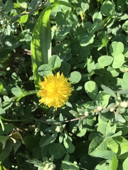 Taraxacum officinale
