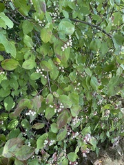 Cornus