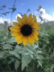 Helianthus argophyllus