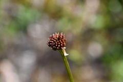 Trollius asiaticus