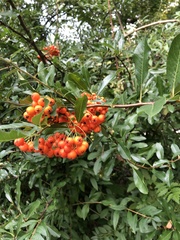 Pyracantha