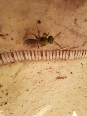 Augochlorella aurata