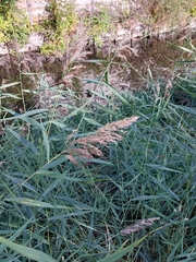 Phragmites australis