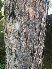 Betula nigra