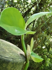 Rhaphidophora hongkongensis