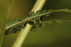 Dasineura pteridis