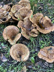 Paxillus involutus