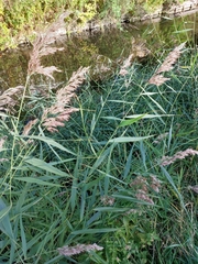 Phragmites australis