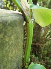 Rhaphidophora hongkongensis